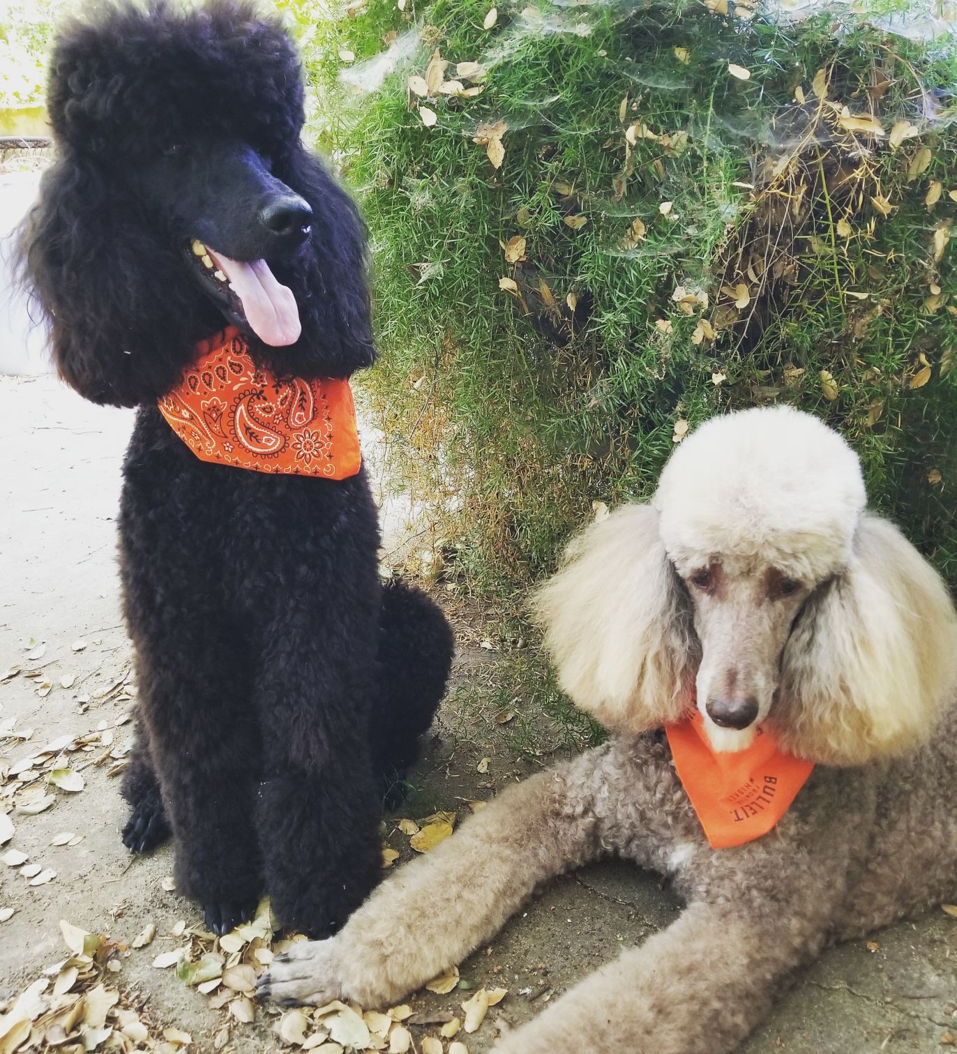 Winston and Sam